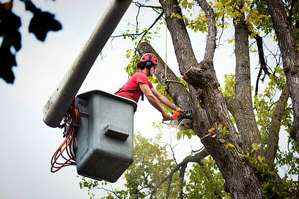 Trusted Alamance, NC  Tree Services Experts