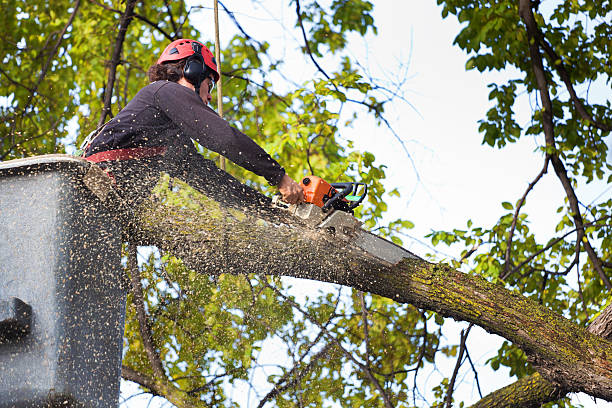 Lawn Watering Services in Alamance, NC